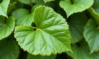 Gymnema Sylvestre leaves